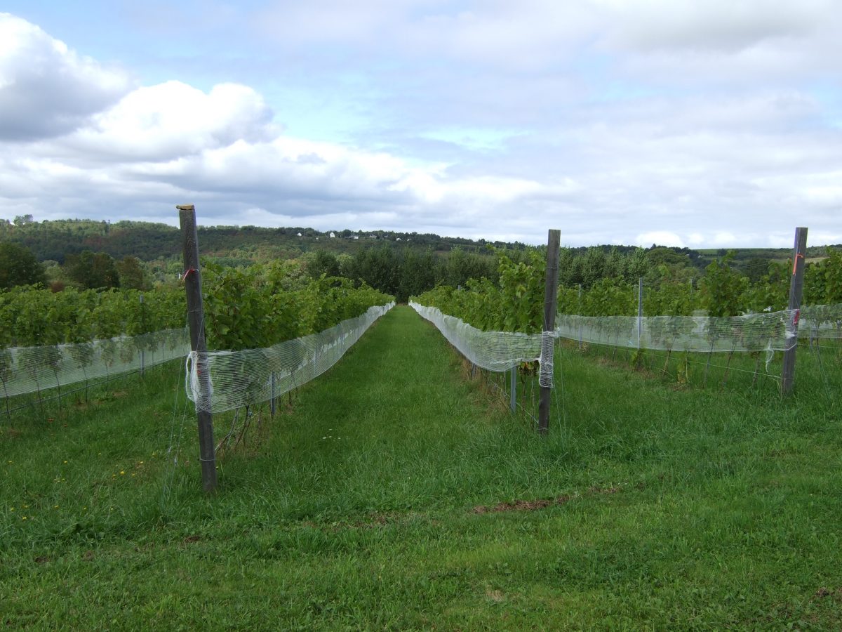 Nova Scotia Sparkling Wine Big Time Bubbles from the Edge Palate Press