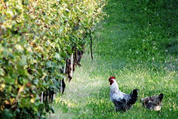 biodynamic-viticulture