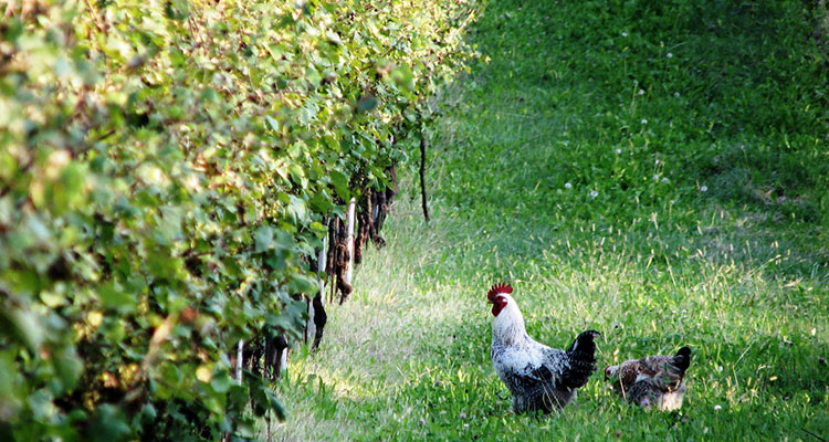 biodynamic-viticulture