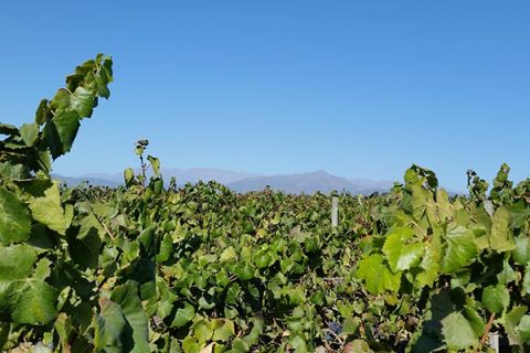 Montes-Zapallar-Vineyards