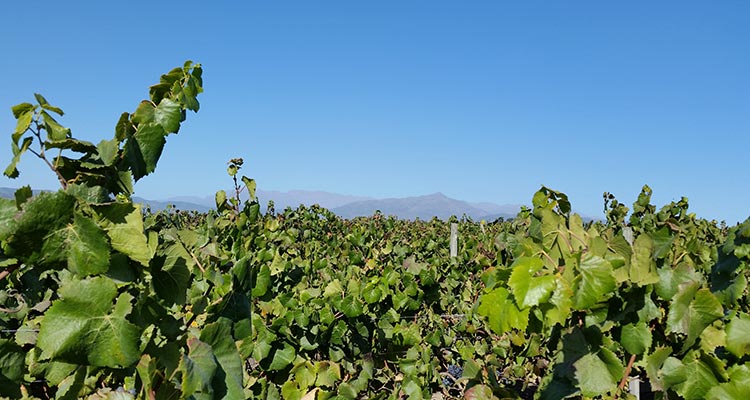 Montes-Zapallar-Vineyards