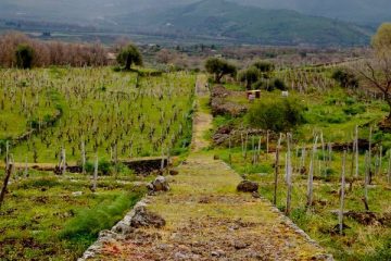 Alice Bonaccorsi's extraordinary 18th century terraced vineyards (Photo Simon Woolf)