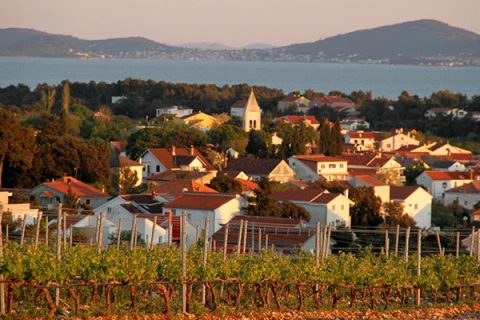 Vines-near-Zadar