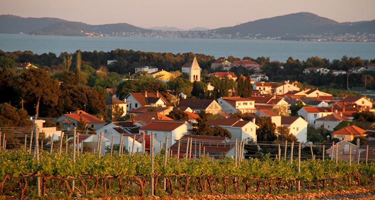 Vines-near-Zadar