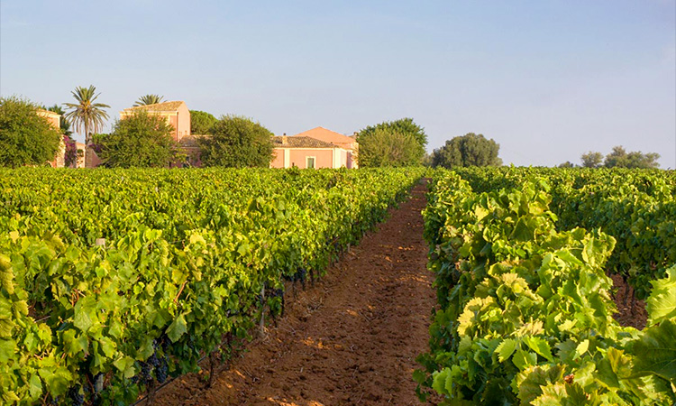 vittoria-red-soil